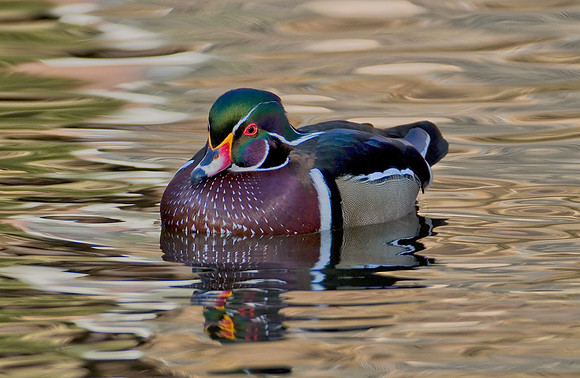 Wood Duck Drake