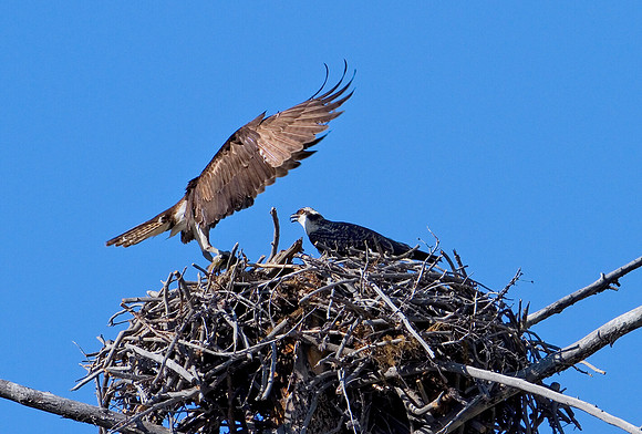 Osprey