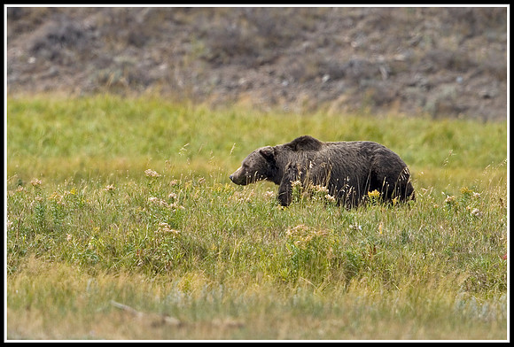 Grizzly - Lamar Valley