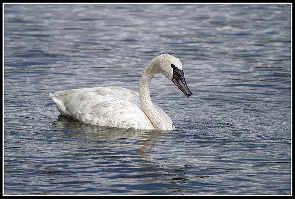Trumpeter Swan - Yellowstone River