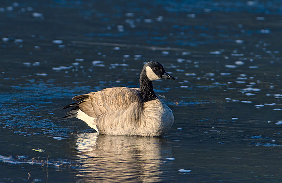 Canada Goose