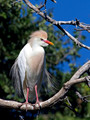 Cattle Egrets