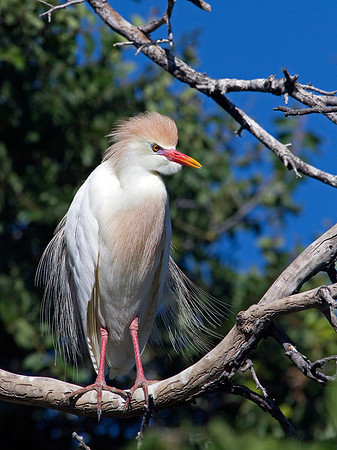 Cattle Egret