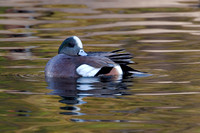 American Widgeon Drake