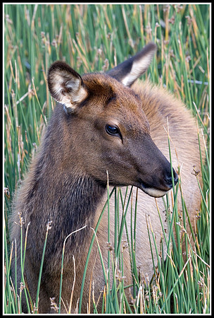 Elk Calf - Madison River