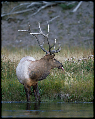 Bull Elk - Madison River