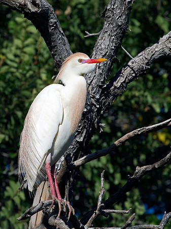 Cattle Egret