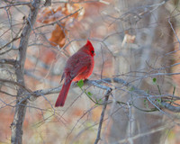 Male Cardinal