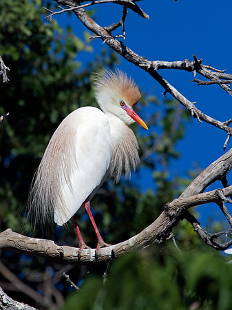 Cattle Egret