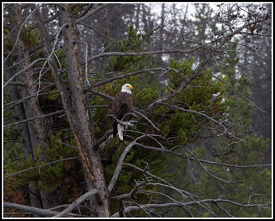Bald Eagle - Hayden Valley