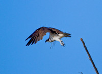 Osprey
