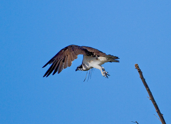 Osprey