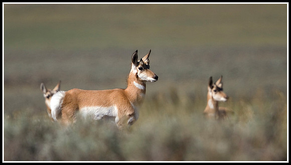 Antelope - Lamar Valley