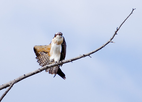 Osprey