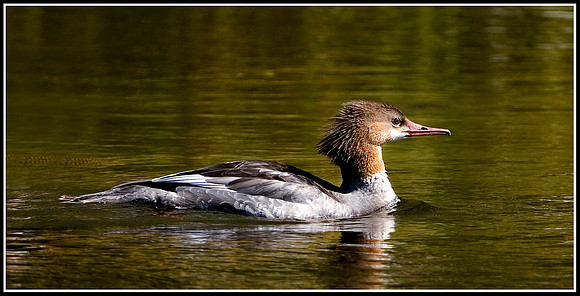 Grebe - Madison River
