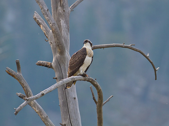 Osprey