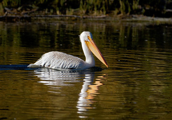White Pelican