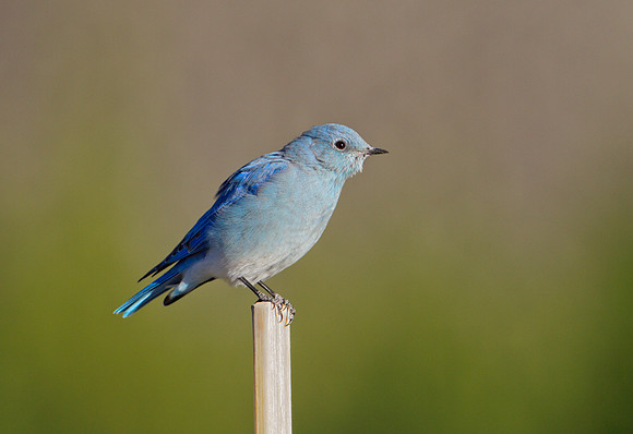Mountain Bluebird