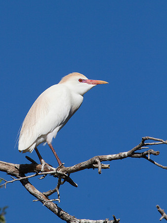 Cattle Egret