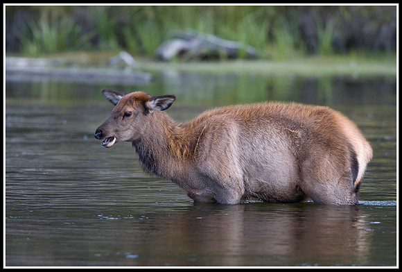 Elk Calf - Madison River