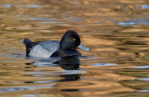 Lesser Scaup Drake