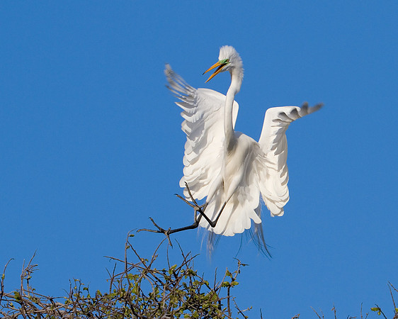Great Egret