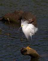 Snowy Egret
