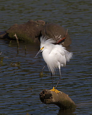 Snowy Egret