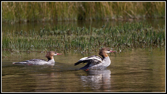 Grebe - Madison River