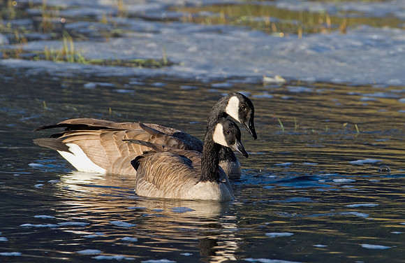 Canada Geese