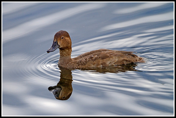 Female Redhead