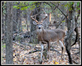 Deer of the Fort Worth Nature Center 2013