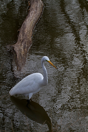 Great Egret