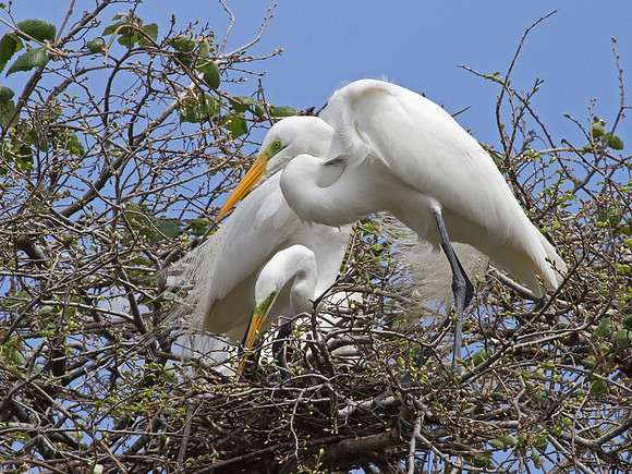Great Egret