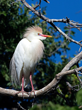 Cattle Egret