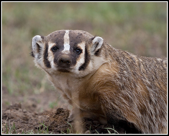 Badger - Lamar Valley