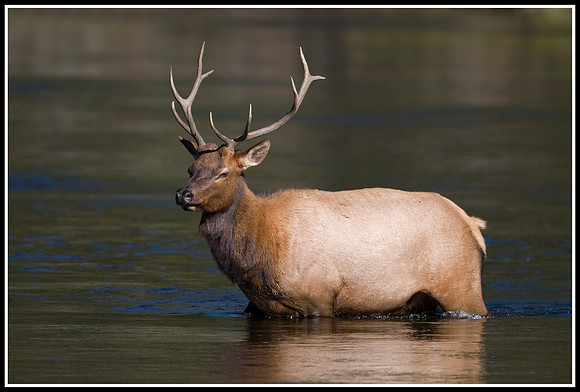 Bull Elk - Madison River