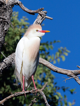 Cattle Egret