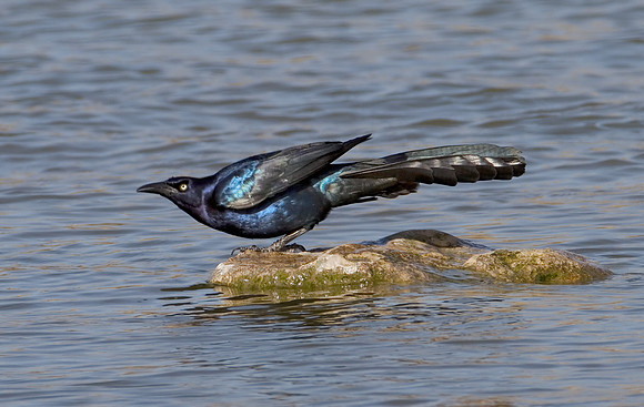 Male Grackle