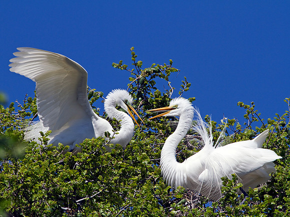 Great Egrets