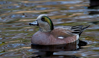 American Widgeon Drake
