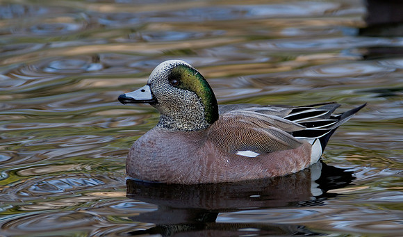 American Widgeon Drake