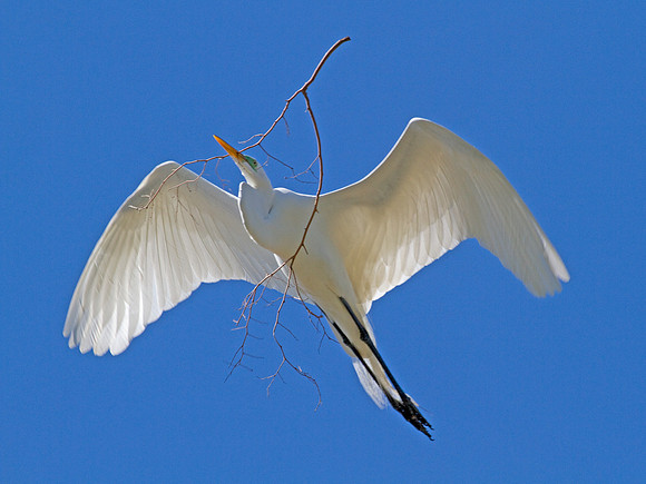 Great Egret With Nest Material