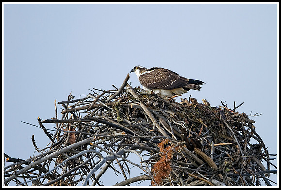 Osprey - Madison River