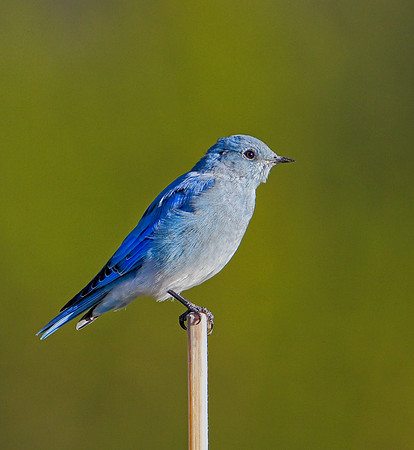 Mountain Bluebird
