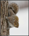 Small Mammals
