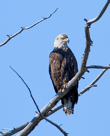 Immature Bald Eagle