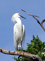 Snowy Egret