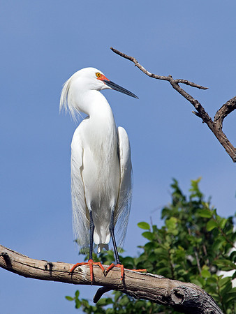 Snowy Egret
