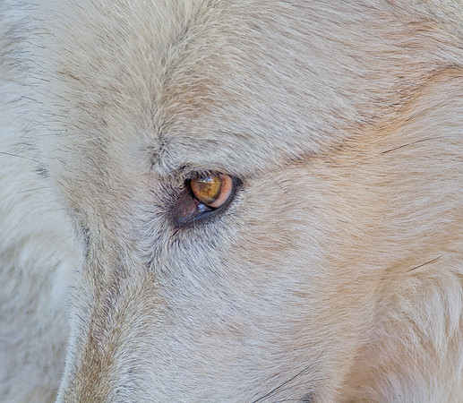 Wolf at the Grizzly and Wolf Discovery Center in West Yellowstone
